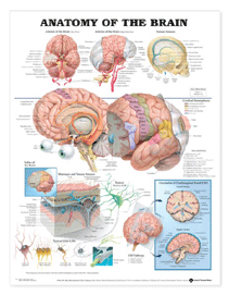 Anatomy-of-the-Brain-chart