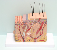 Human Skin Model