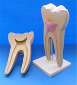Molar Model